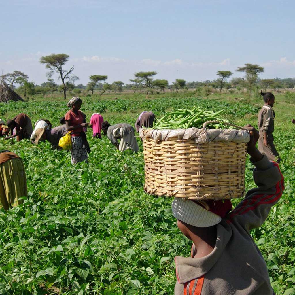 Agricultural irrigation